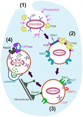 Harnessing Macrophages for Controlled-Release Drug Delivery: Lessons From Microbes